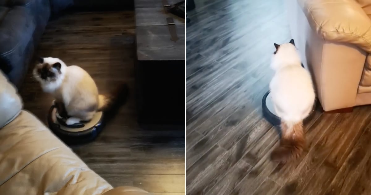 Cat Riding on Roomba Vacuum Video POPSUGAR Pets