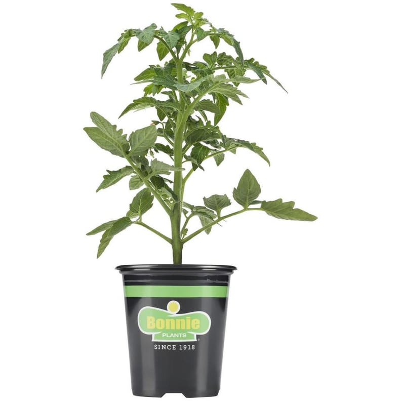 Bonnie In-Pot Tomato Big Boy Plant
