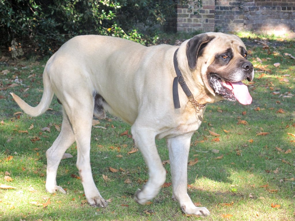 English Mastiff Funny Dog Competition Popsugar Middle