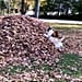 Dog Who Jumps Into Leaf Piles