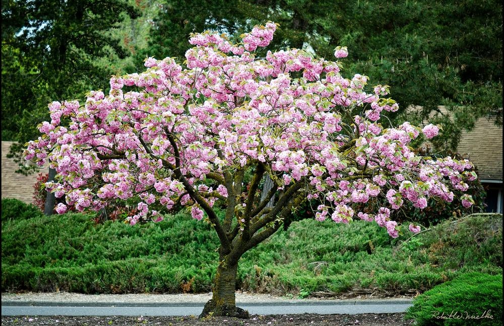 Home Depot Is Selling Cherry Blossom Trees For $39