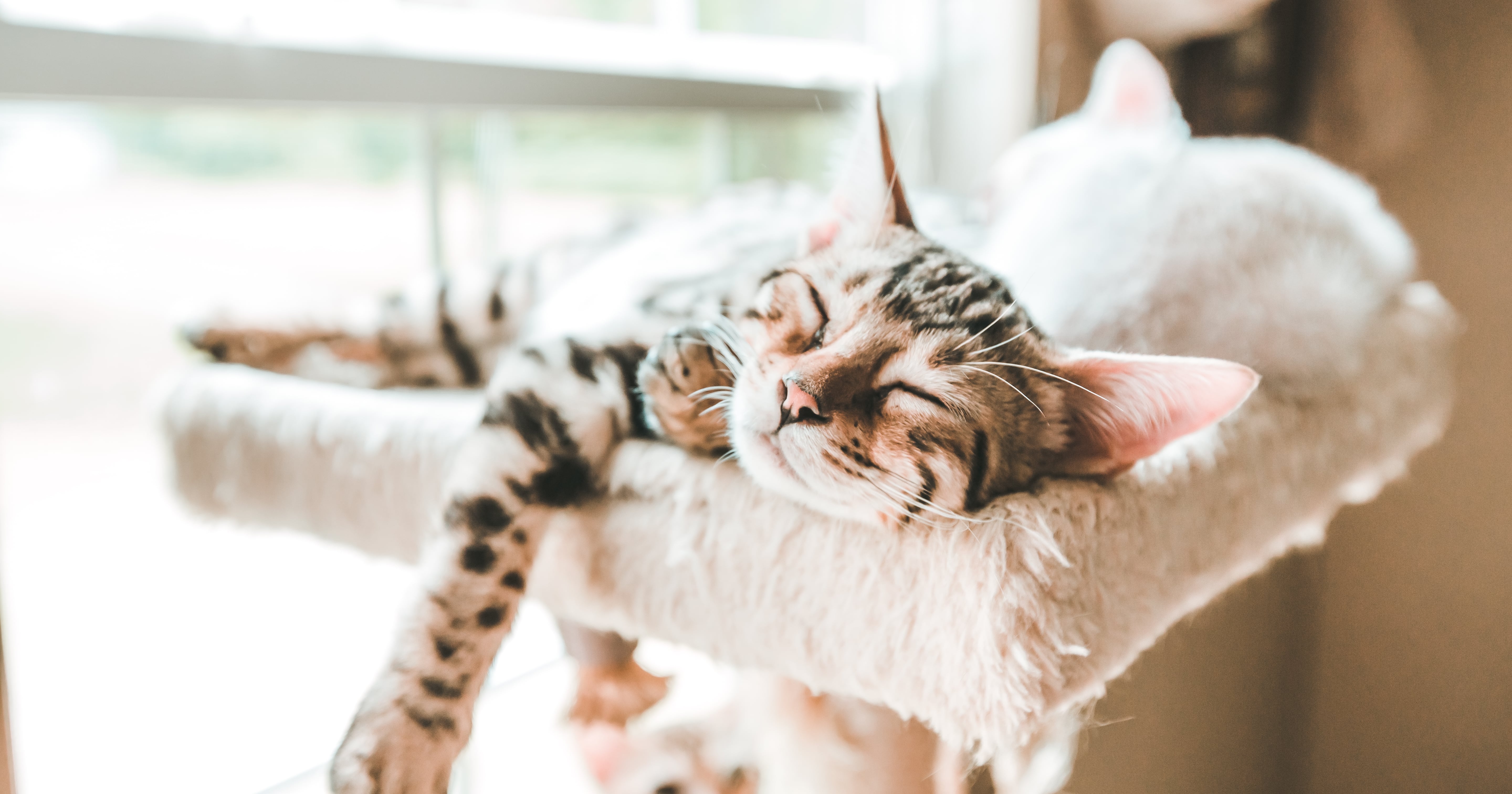 Why Does My Cat Purr in Their Sleep? POPSUGAR Pets