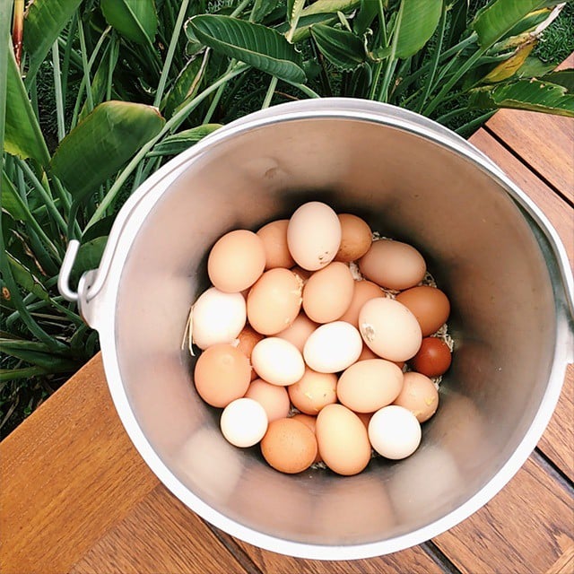 "Our chickens have been very hard at work," Jen wrote about Justin's and her coop.