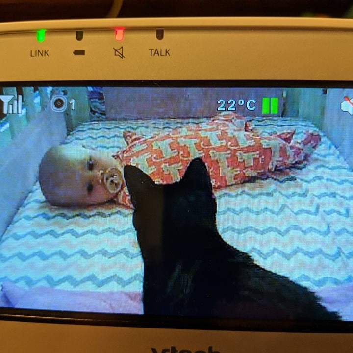 Cats Befriend Newborn Baby Popsugar Family