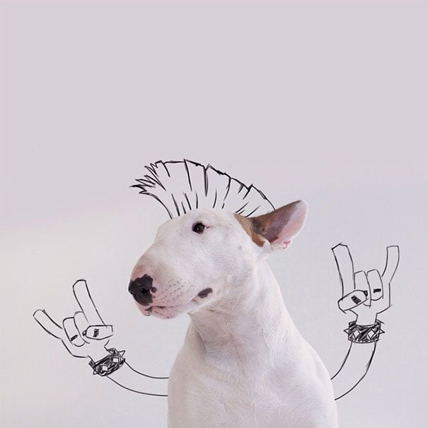 Jimmy the bull terrier clearance