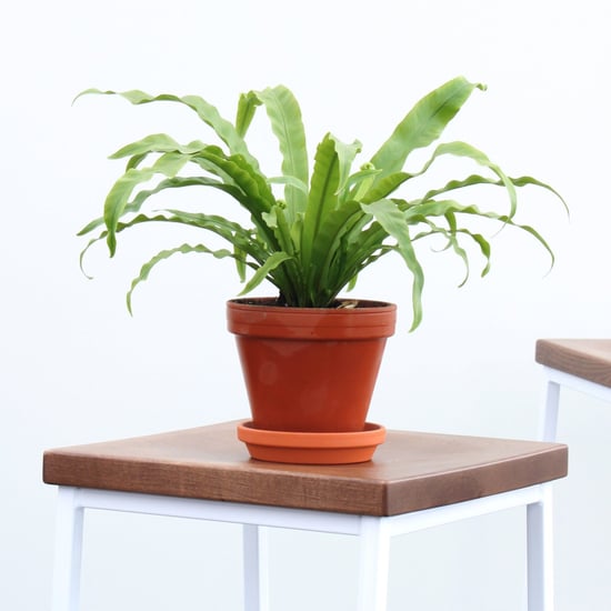 Can I Order Plants Online?