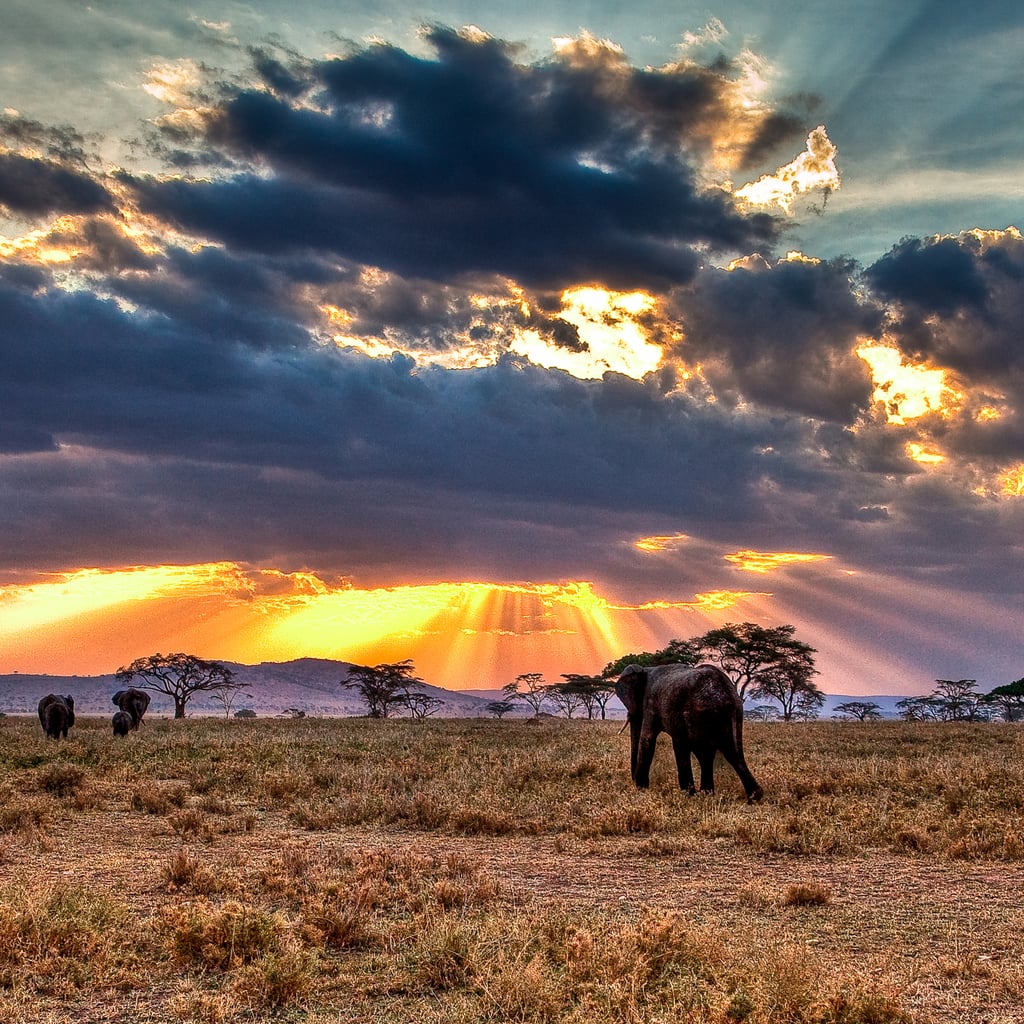 Go on an African Safari Go on an African Safari
