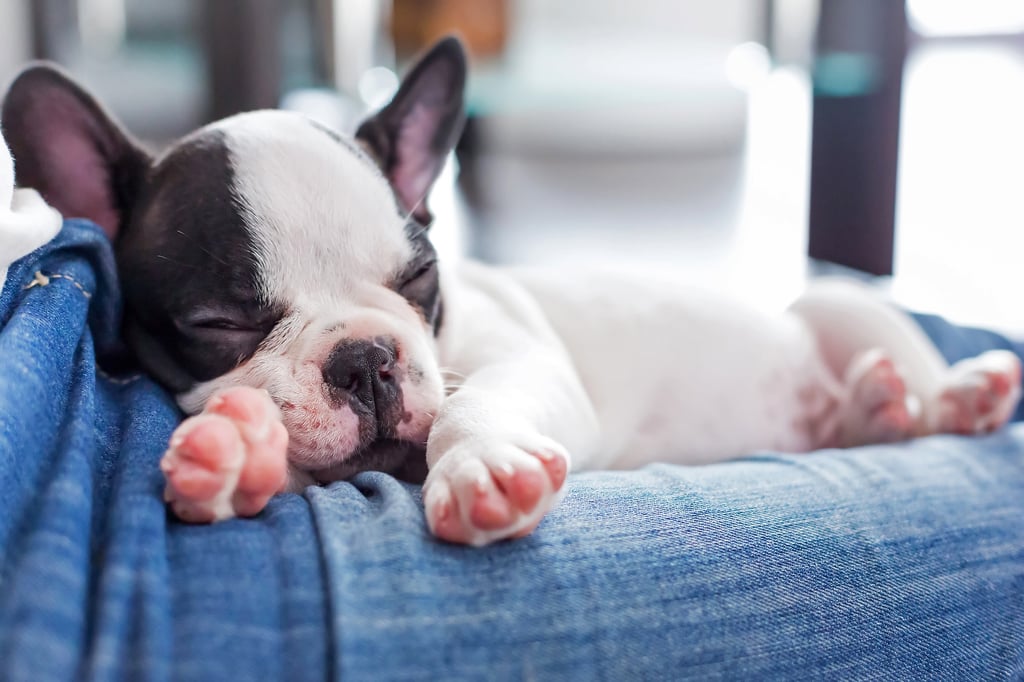 Dog GIFs