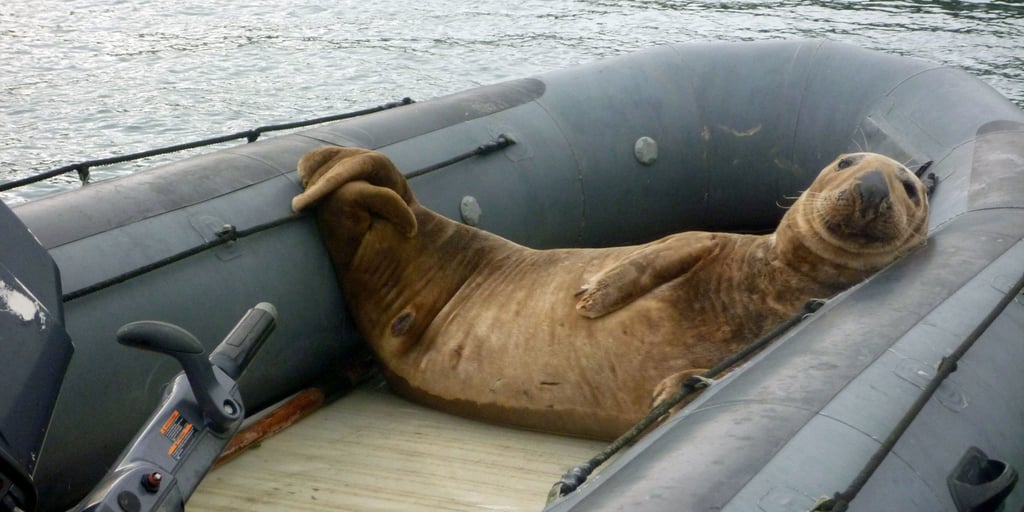 This lazy seal