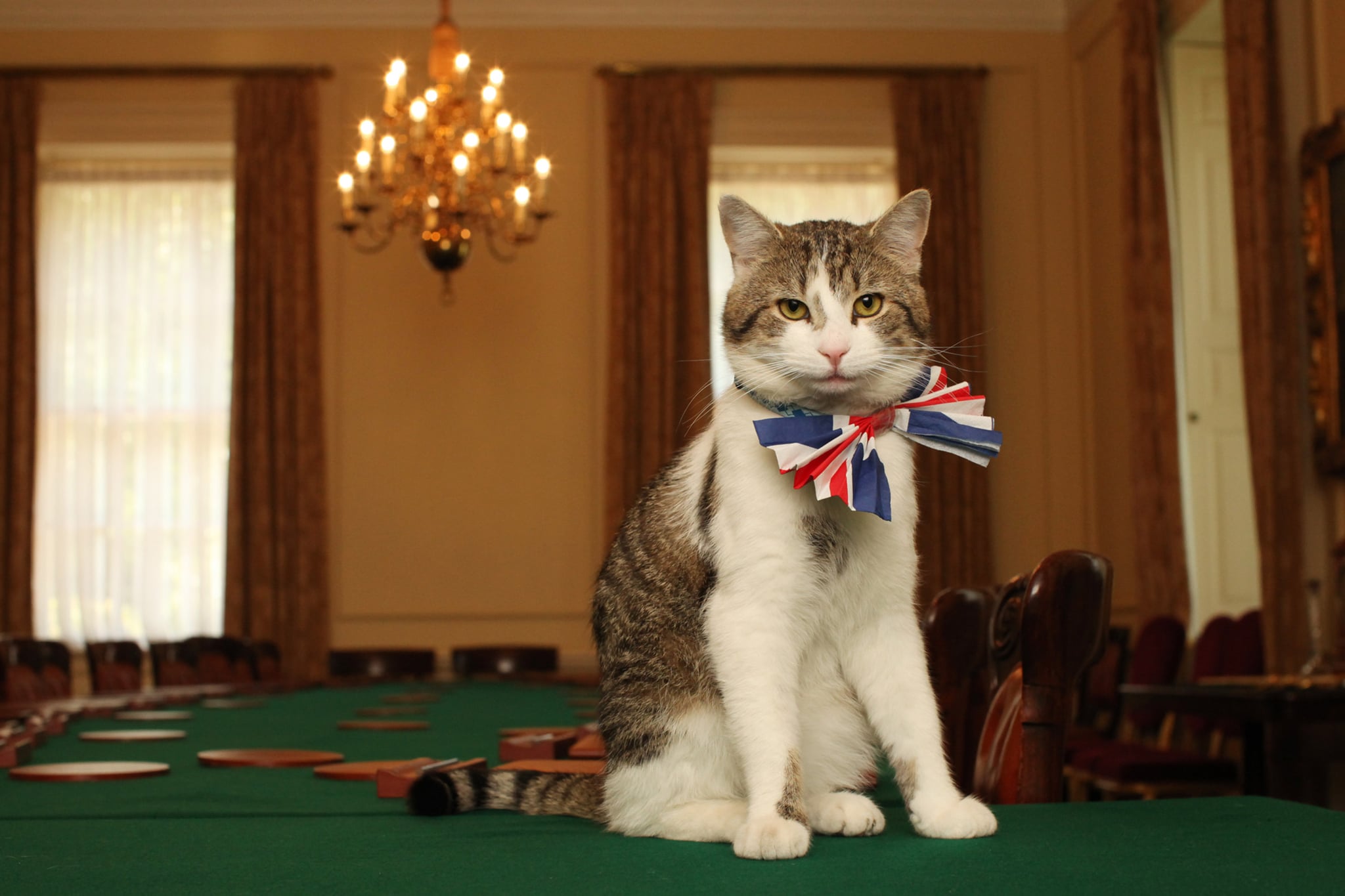 LONDON - APRIL 28:  Larry, the Downing Street cat, gets in the Royal Wedding spirit in a Union flag bow-tie in the Cabinet Room at number 10 Downing Street on April 28, 2011 in London, England. Prince William will marry his fiancee Catherine Middleton at Westminster Abbey tomorrow. (Photo by James Glossop - WPA Pool/Getty Images)