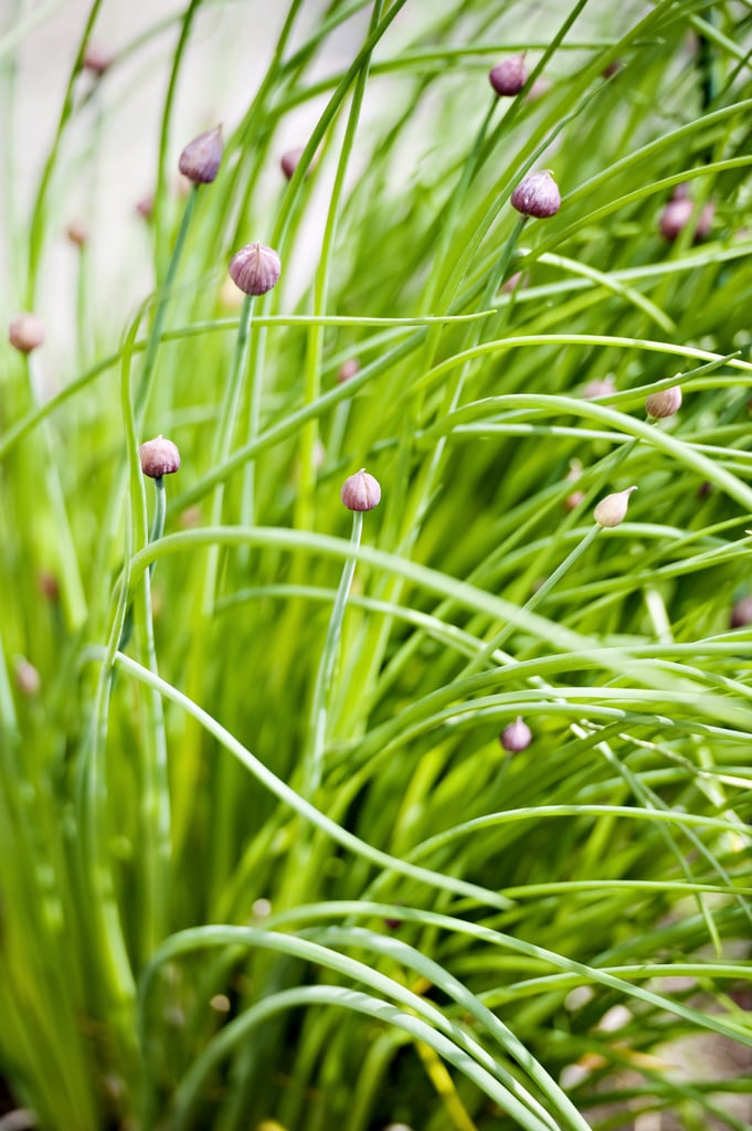 Chives