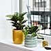 Best Indoor Plants For Dorms