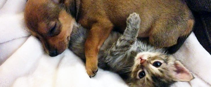 Chip and Adele Puppy and Kitten