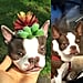 Get a Custom Painted Planter With Your Dog's Face on Etsy