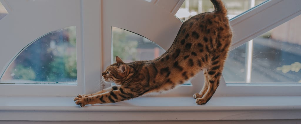 Why Does My Cat Put Their Bum in My Face?