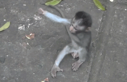 Monkeys giving each other a casual hug.