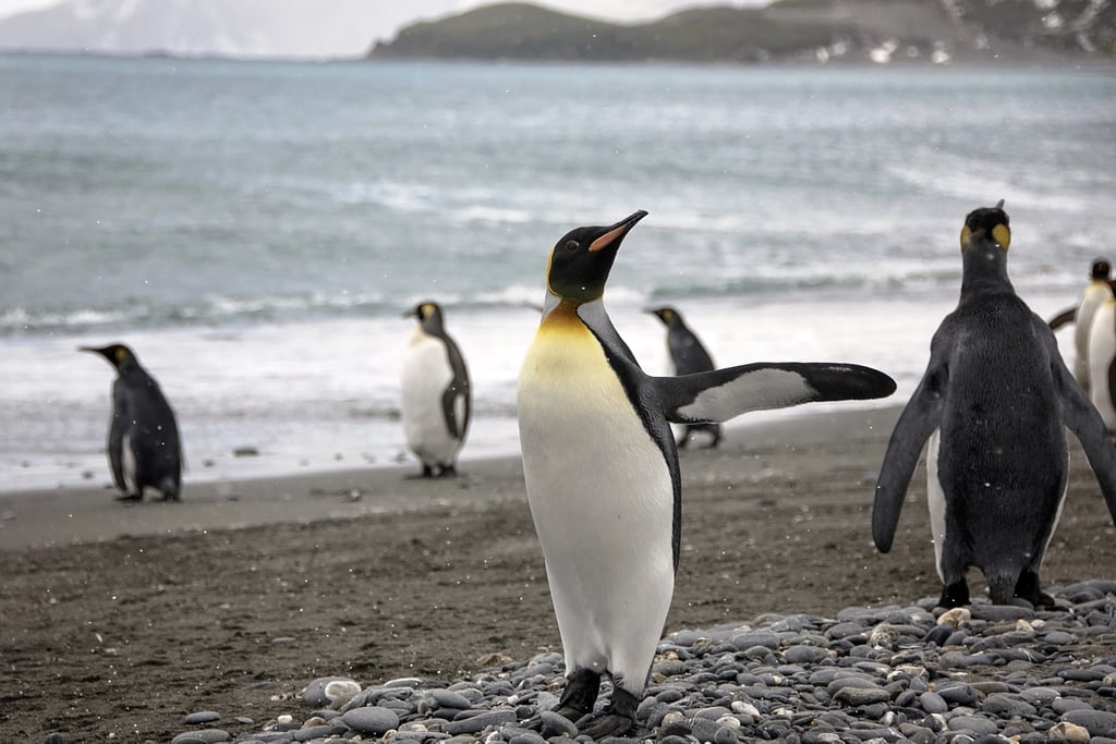 Antarctica King Penguins