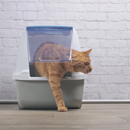 Can Pregnant People Clean Cats' Litter Boxes?