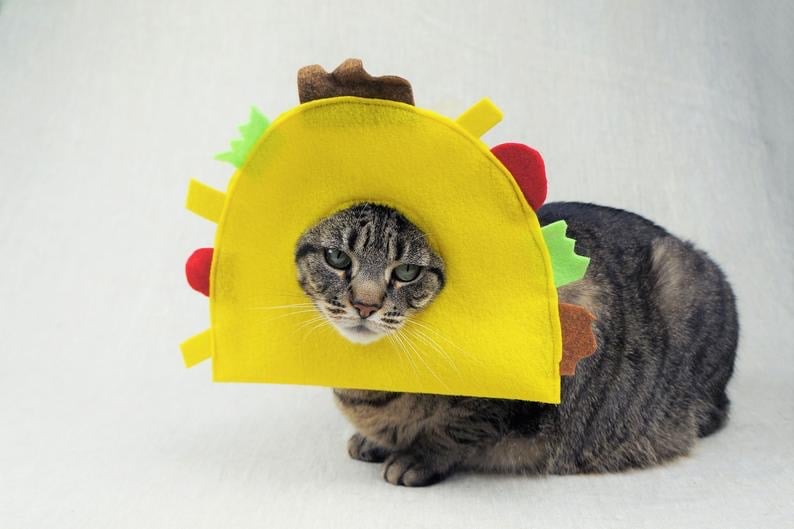 Cat in a taco costume cheap