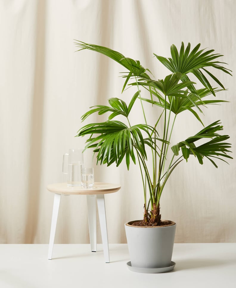 Bloomscape Chinese Fan Palm Indoor Plant