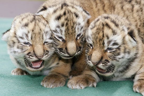 These three tigers can tell you that yawning's contagious.