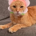 We Have a Feeling Your Cat Is Going to Be Thrilled to Wear This Flower Cap