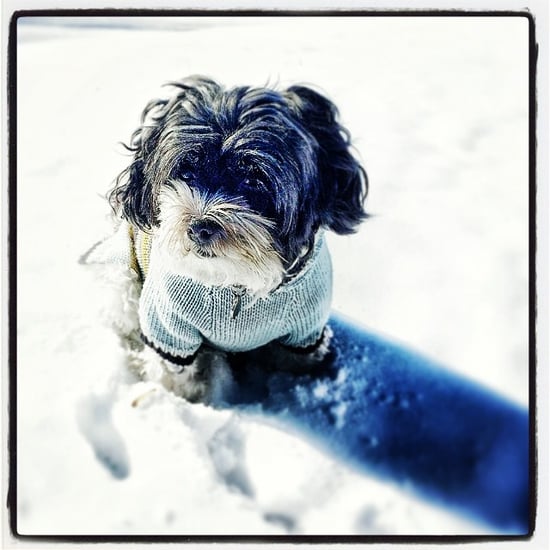 Instagram Challenge: Winter Pets