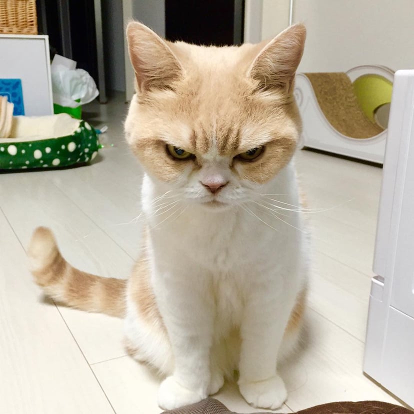 cat angry face filter｜TikTok Search