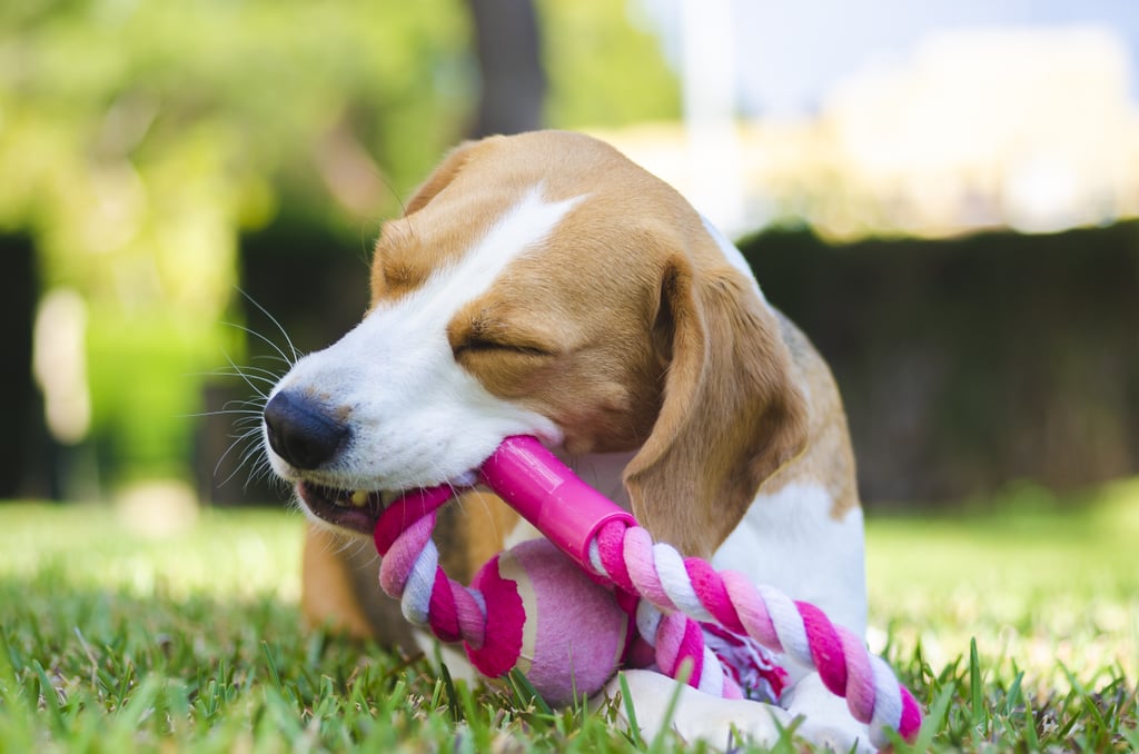 Leave the Favorite Toys at Home Tips For Taking Your Dog to the Dog