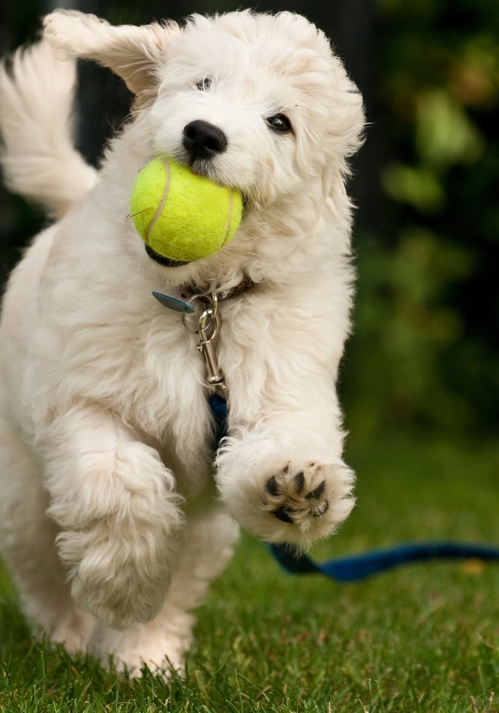 Cute Pictures of Goldendoodles