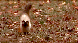 Sassy Comes Over the Hill Next