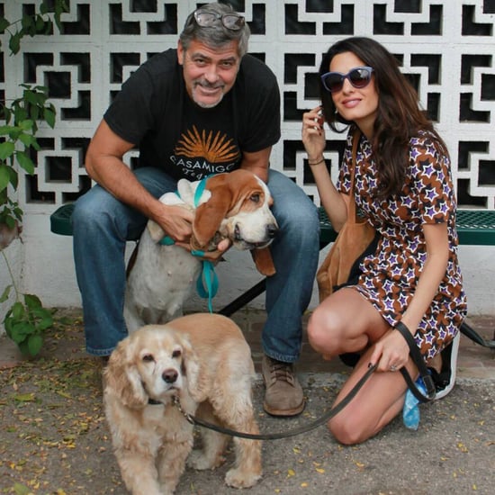 George and Amal Clooney Adopt Rescue Dog