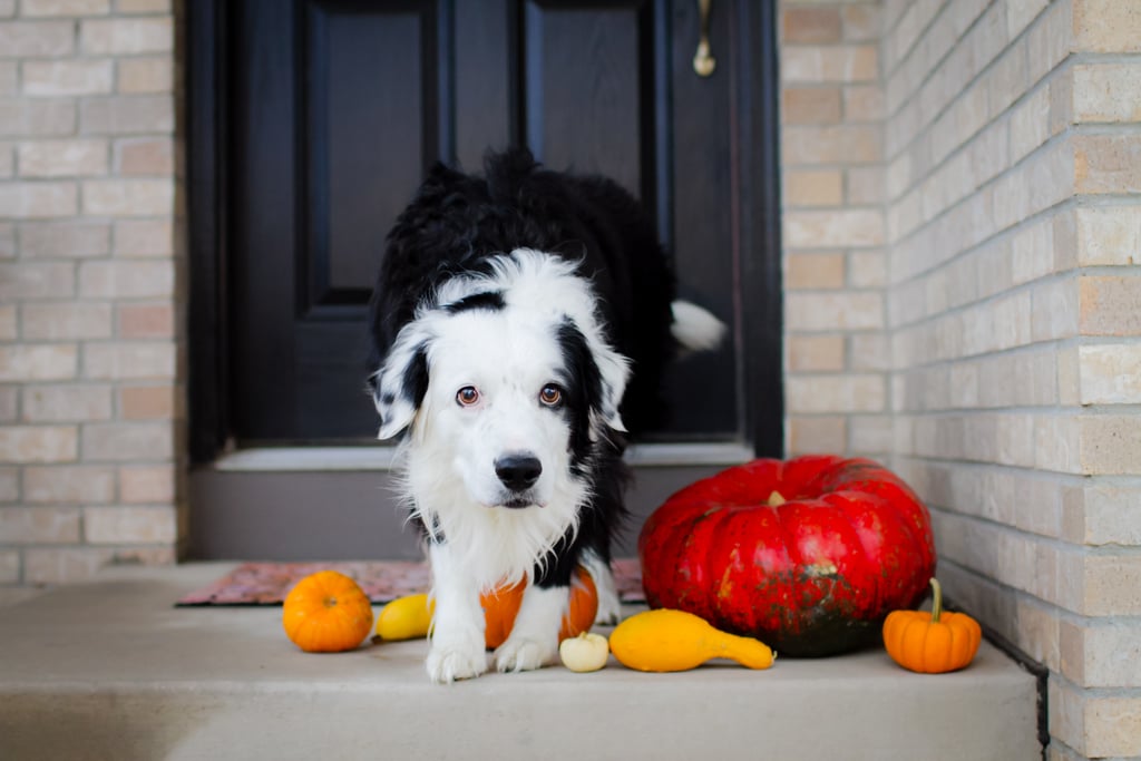 Cute Pictures of Border Collies