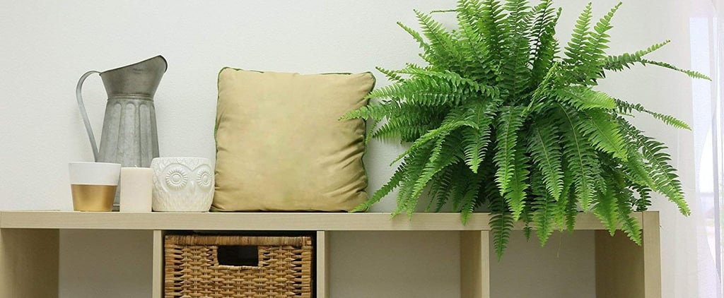 Indoor Plants For Air Quality on Amazon