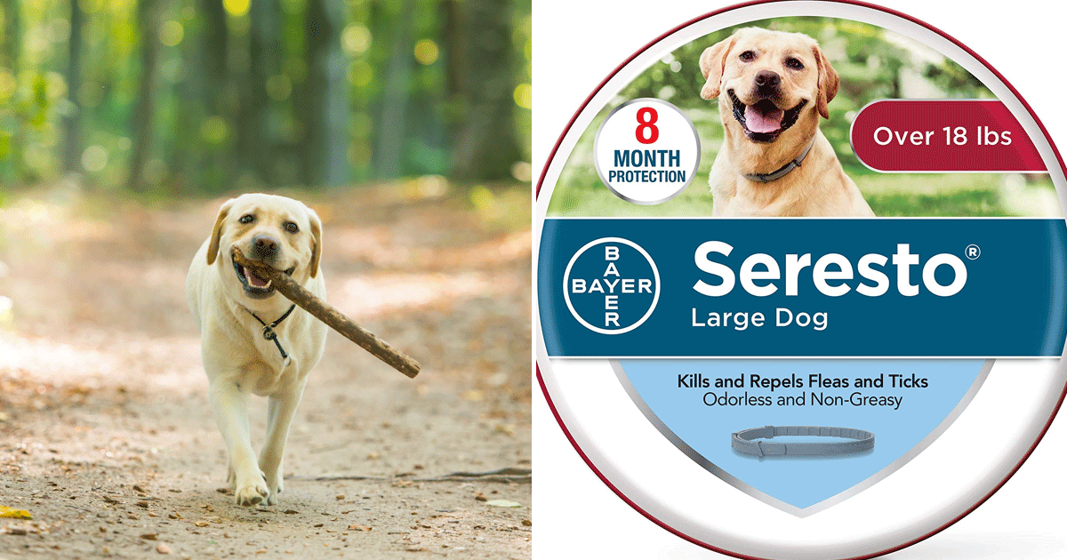 Seresto Flea and Tick Dog Collar Review | POPSUGAR Pets
