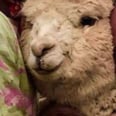 1 Dad Encountered Alpacas in Peru For the Very First Time, and His Reaction Is Hilarious