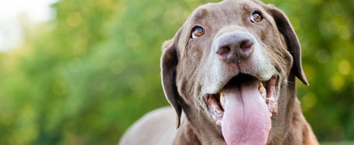 How to Keep Your Pets Cool in the Summer