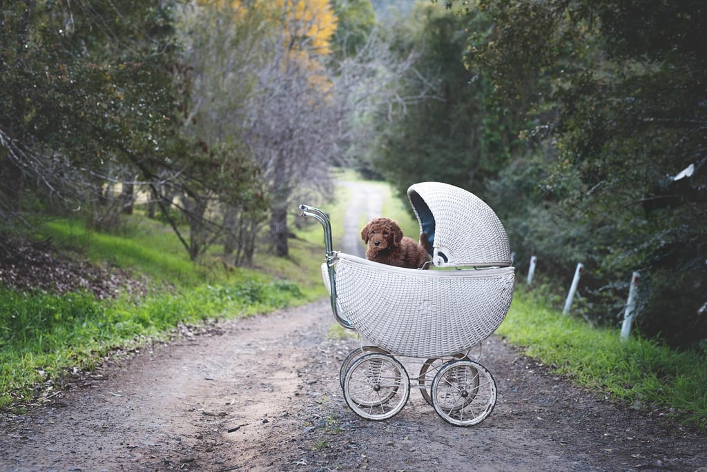 Newborn Photo Shoot Spoof With Puppy