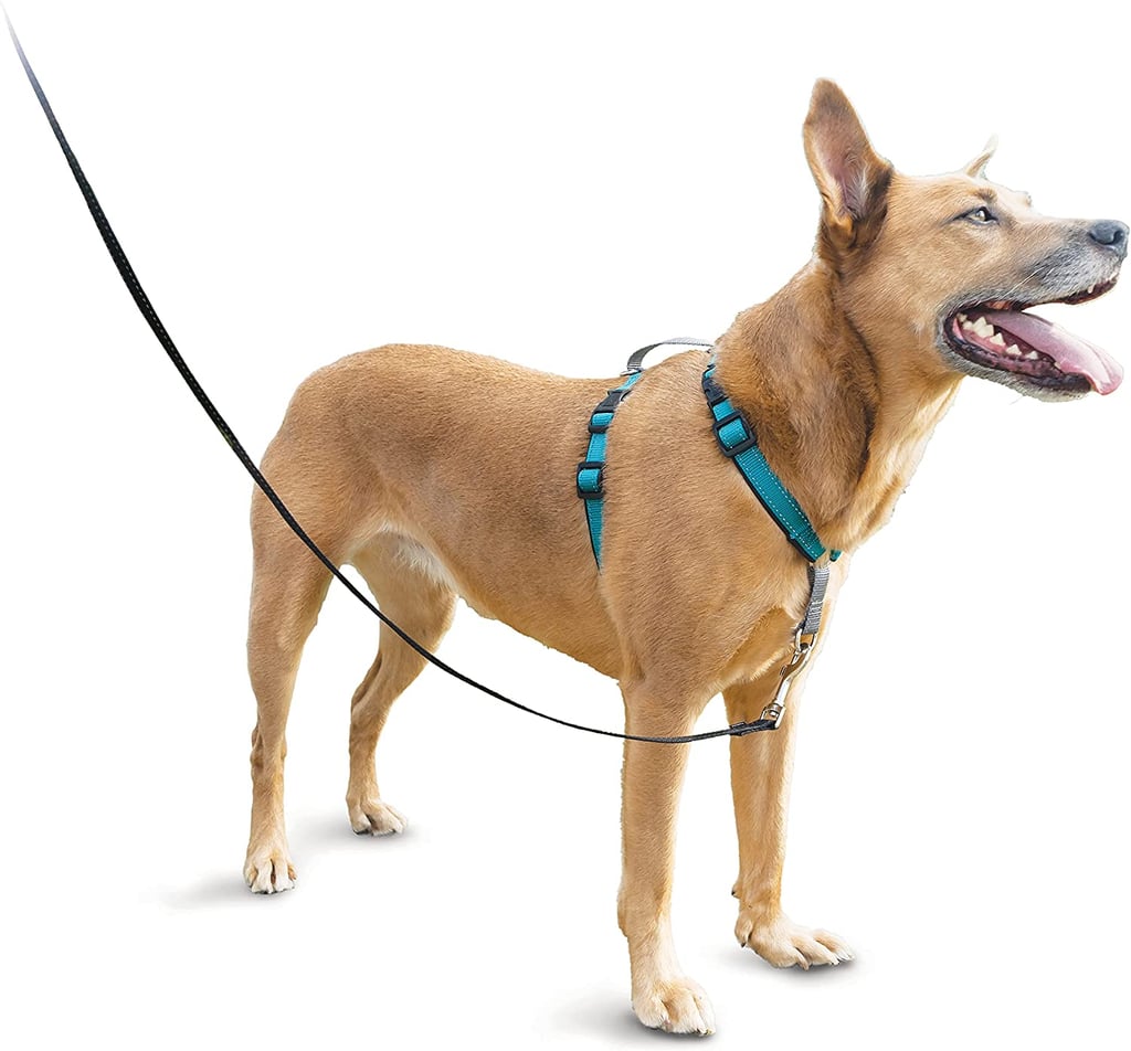 A Deal on a Dog Harness