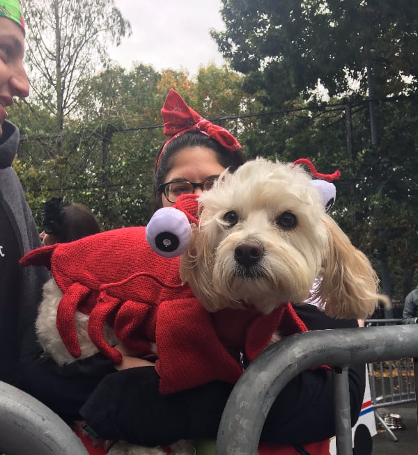 Lobster