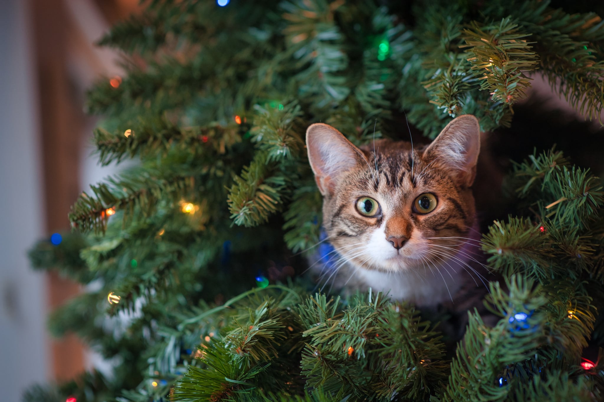 How To Stop A Cat From Climbing The Christmas Tree Popsugar Uk Pets