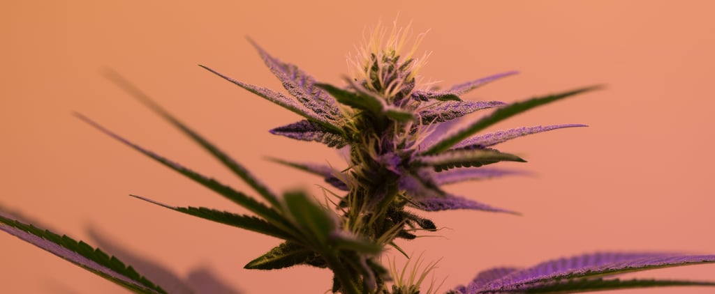 Weed Cannabis Spa Treatments