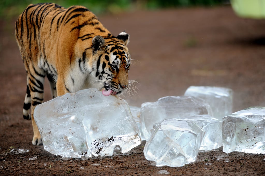 Tiger Licking Ice to Cool Down