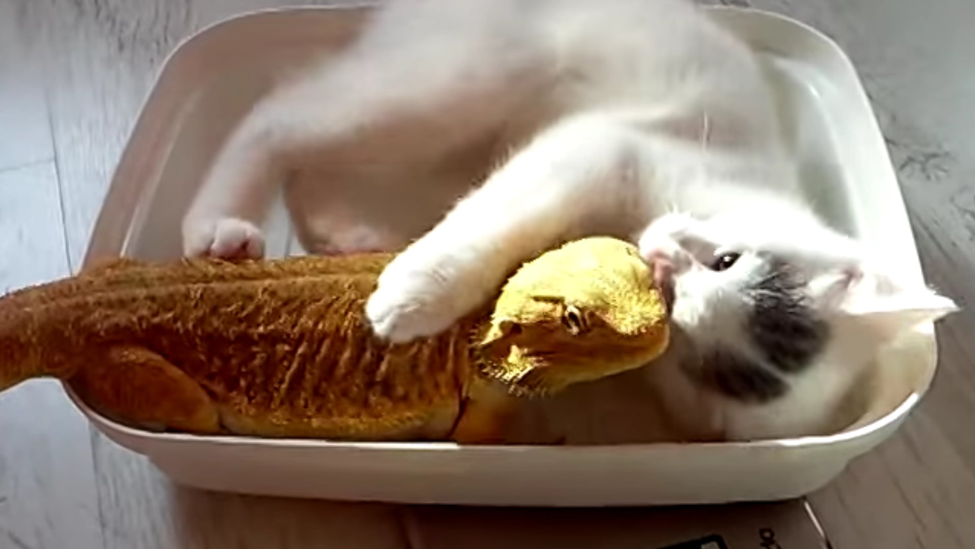 Bearded dragon cat food 2025