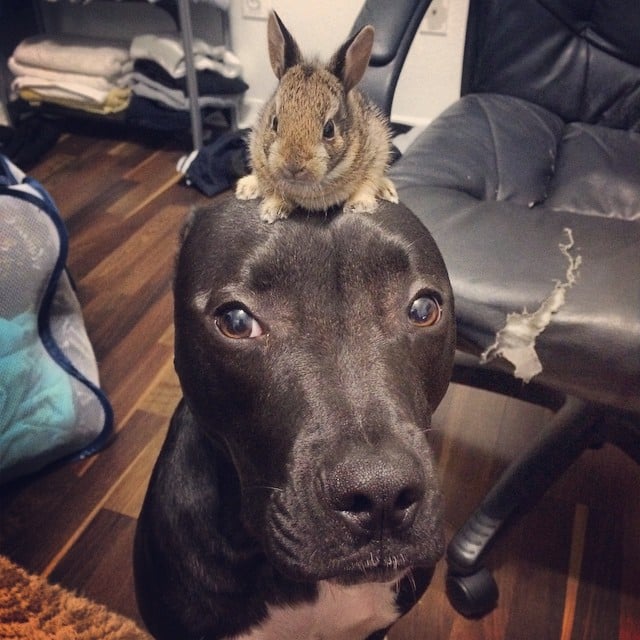 This confused dog with a bunny on its head