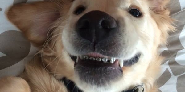 Puppy Gets Braces