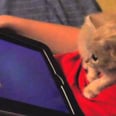 iPad Games For Your Pet? Watch This Kitten Do Some Cat Fishing!