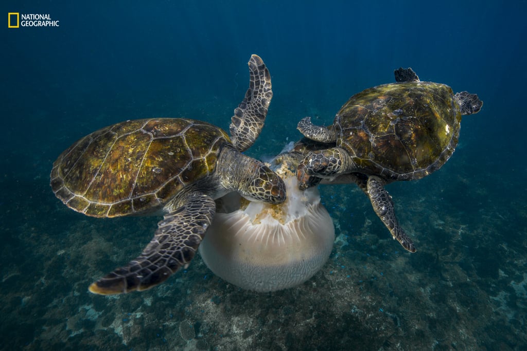 Action, Honorable Mention — Jellyfish Feast