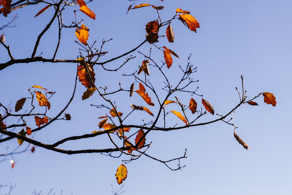 Fall Leaves Zoom Background