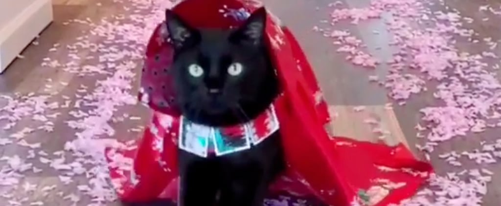 Stylish Cat Models Handmade Outfits | Instagram Videos